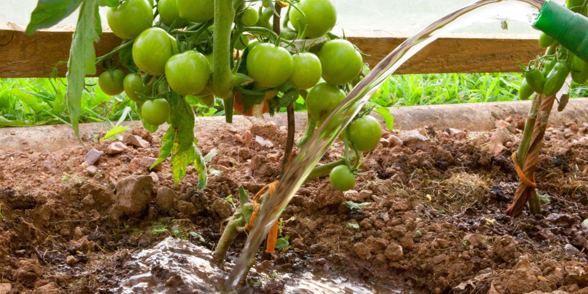 bien arroser plants de tomates